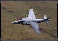 harrier_uk_ZG506__MG_7513.jpg